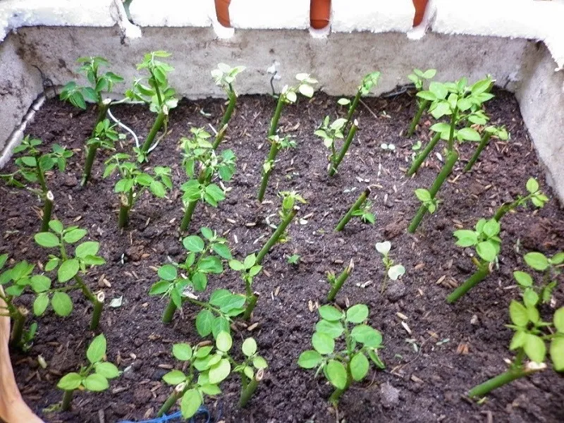 Kỹ thuật chiết cành - một phương pháp quan trọng trong sản xuất giống cây trồng vô tính