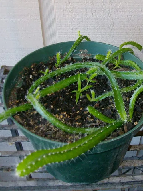 Quy trình tách và chuyển cây thanh long con sang chậu lớn