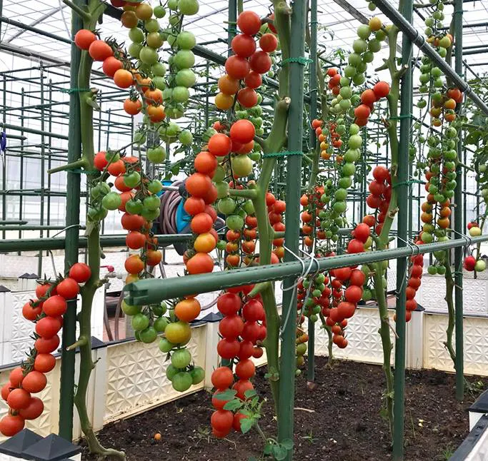 Que cắm giàn leo lõi thép bọc nhựa, vật liệu phổ biến để làm giàn trồng cây