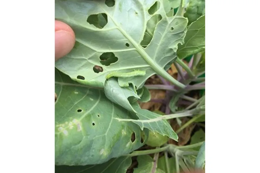 Sâu ăn lá cải rổ