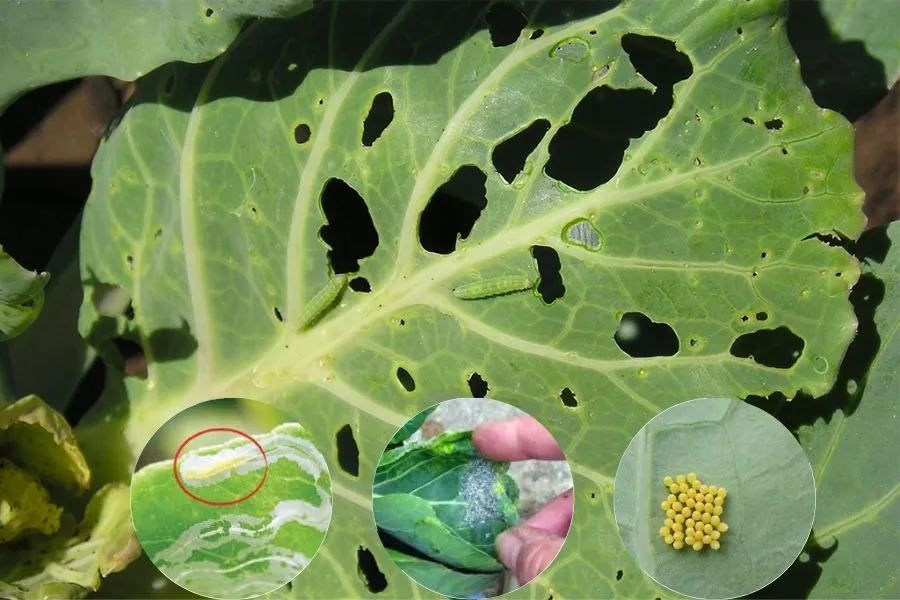 Sâu ăn lá cải