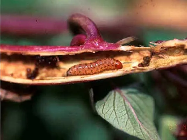 Bệnh sâu đục dây khoai lang