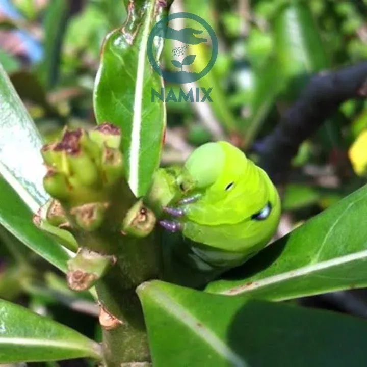 Sâu xanh "Iron Man" đang ăn lá sứ