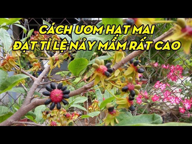 Cách Trồng Hoa Mai Bằng Hạt Từ A Đến Z Đạt Tỷ Lệ Nảy Mầm Cao
