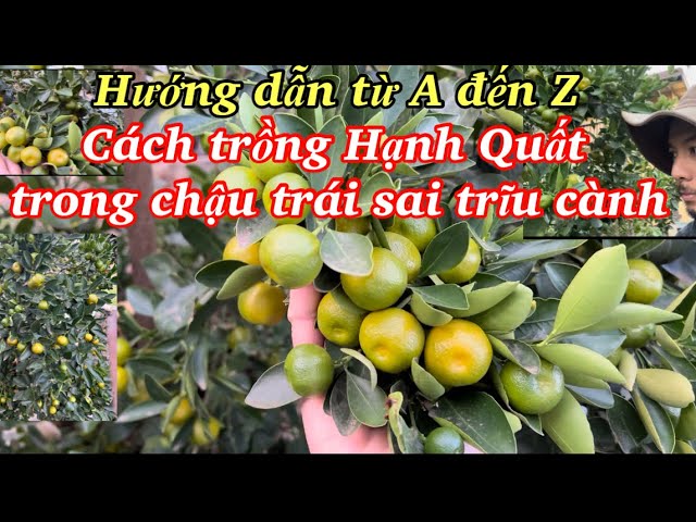 Cách Trồng Cây Hà Thủ Ô: Hướng Dẫn Kỹ Thuật Chi Tiết Từ A Đến Z