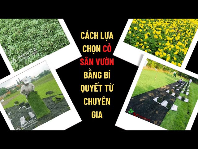 Cách Trồng Cỏ Nhân Tạo Sân Vườn Đạt Chuẩn Chuyên Gia