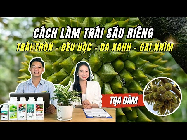 CÁCH TRỒNG MÍT THÁI TRONG CHẬU: Hướng Dẫn Kỹ Thuật Chuyên Sâu Đạt Năng Suất Cao