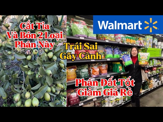 Cách Trồng Đậu Trong Mini World Và Nguyên Lý Làm Vườn Hiệu Quả