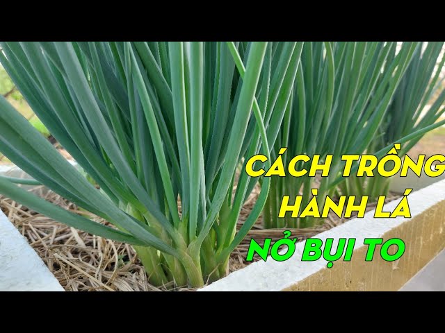 Cách Trồng Hành Lá Từ Gốc Chi Tiết: Bí Quyết Nở Bụi, Thu Hoạch Quanh Năm