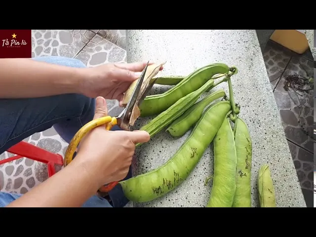 Kỹ thuật mùa màng cho năng suất cao với đậu đỏ hạt to