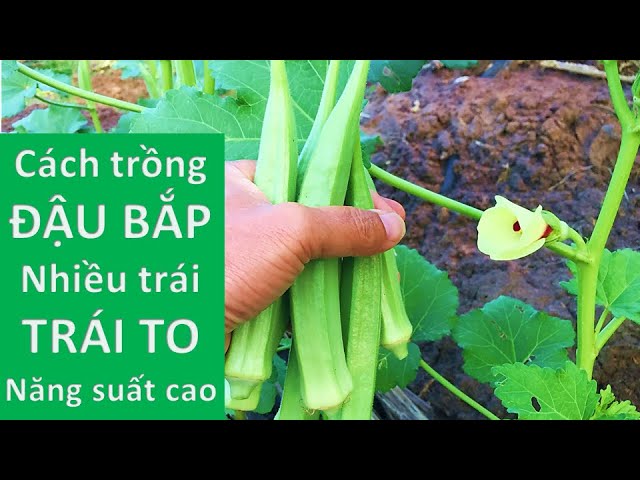 Cách Trồng Cây Câu Kỷ Tử Tại Nhà Đạt Năng Suất Cao Nhất