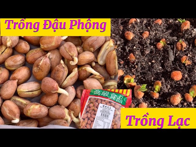 Cách Trồng Đậu Phộng Hiệu Quả Đạt Năng Suất Cao Nhất