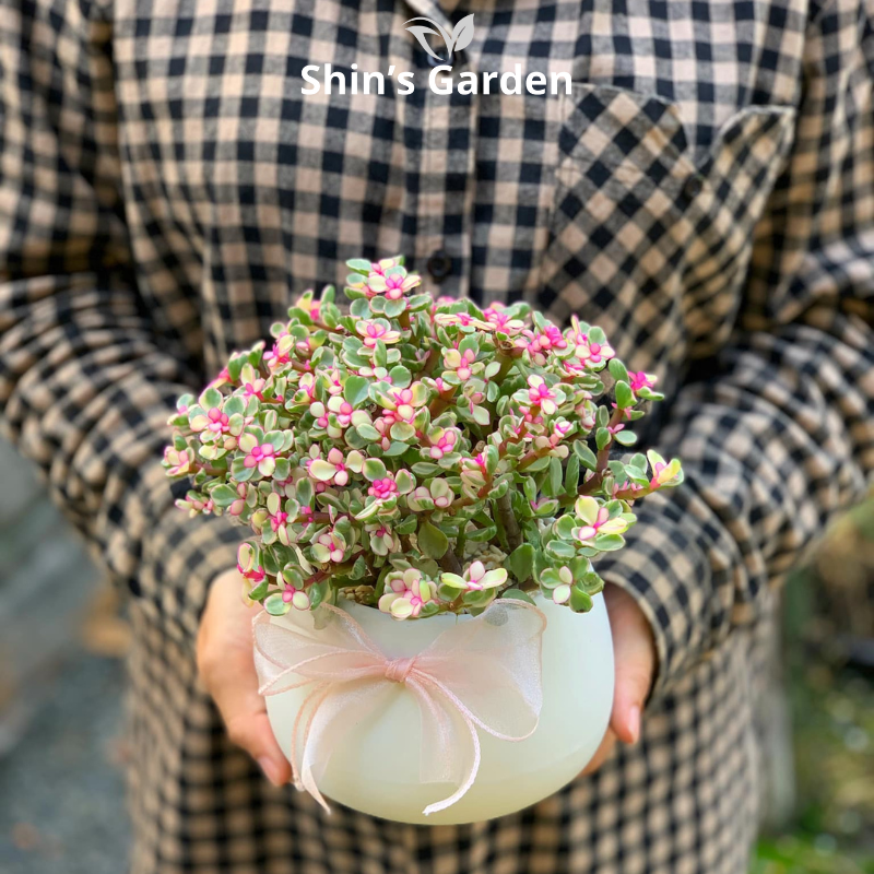 Cách Trồng Hoa Sen Đá Hoa Hồng, Bí Quyết Chăm Sóc Đúng Kỹ Thuật