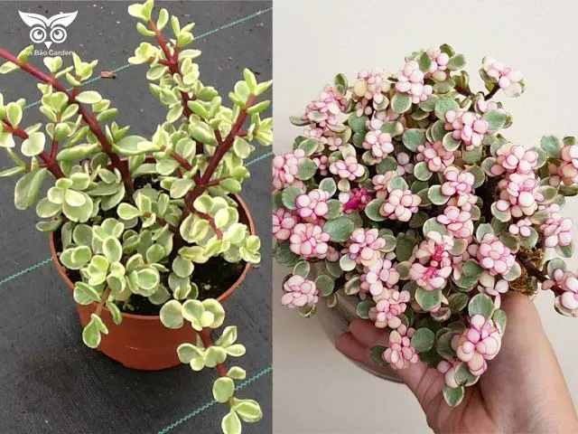 Sen đá đô la trắng có màu lá nhạt hơn đô la hồng, cần phân biệt để tránh mua cây bị kích màu