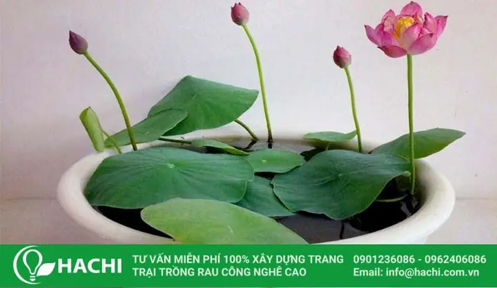 Cách Trồng Sen Mini Nhật Bản Thủy Canh: Hướng Dẫn Chi Tiết A-Z