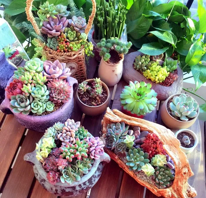 Các giống cây sen đá đa dạng về hình dáng và màu sắc