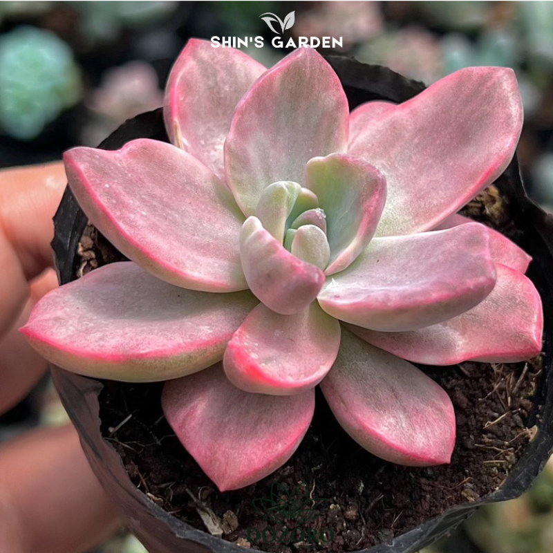 Cách Trồng Sen Đá Bằng Hạt Giống: Hướng Dẫn Chuyên Sâu Tại Vu Garden