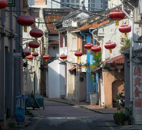 Cẩm Nang Chi Tiết: Cách Trồng Hoa Đồng Tiền Lùn Cho Vườn Nhà Nở Hoa Rực Rỡ