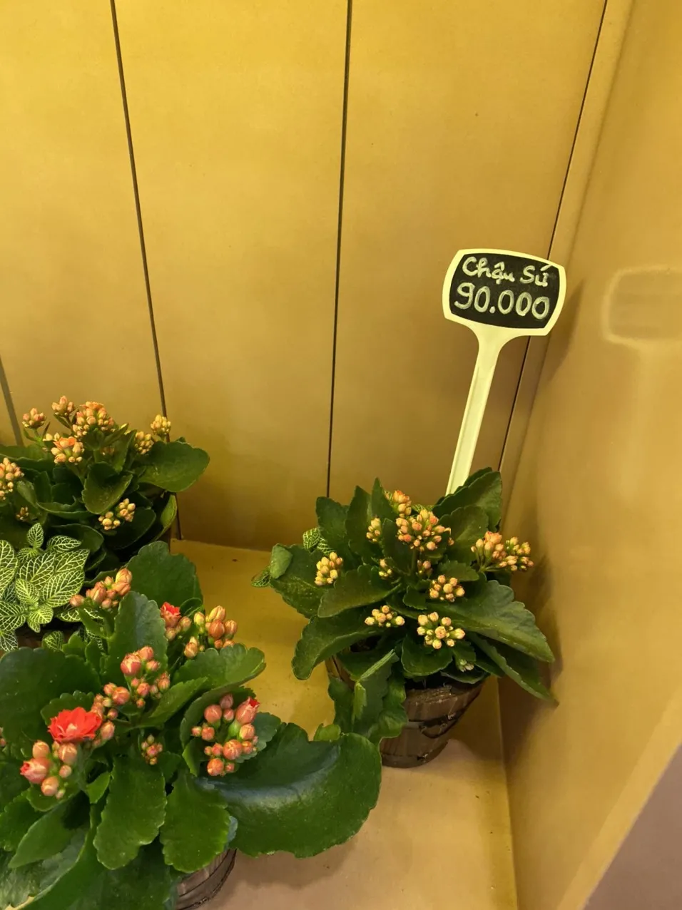 Cây hoa Sống Đời Đà Lạt với lá dày mọng nước