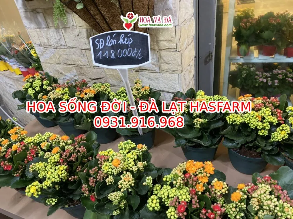 Chậu hoa Sống Đời Hasfarm trang trí trong nhà