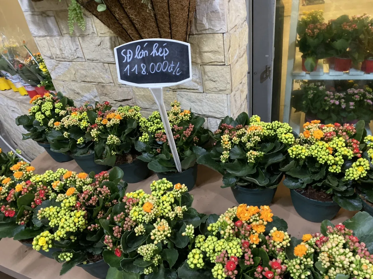 Hoa Sống Đời kép màu cam rực rỡ chuẩn bị nở