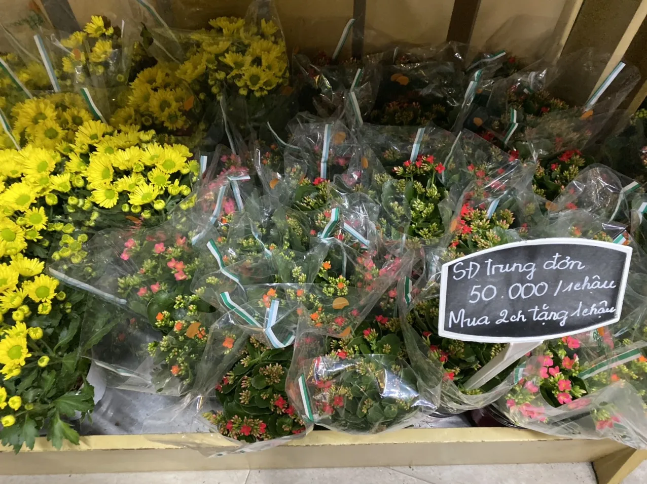 Cận cảnh chùm hoa Sống Đời đỏ tươi, biểu tượng của sự trường thọ