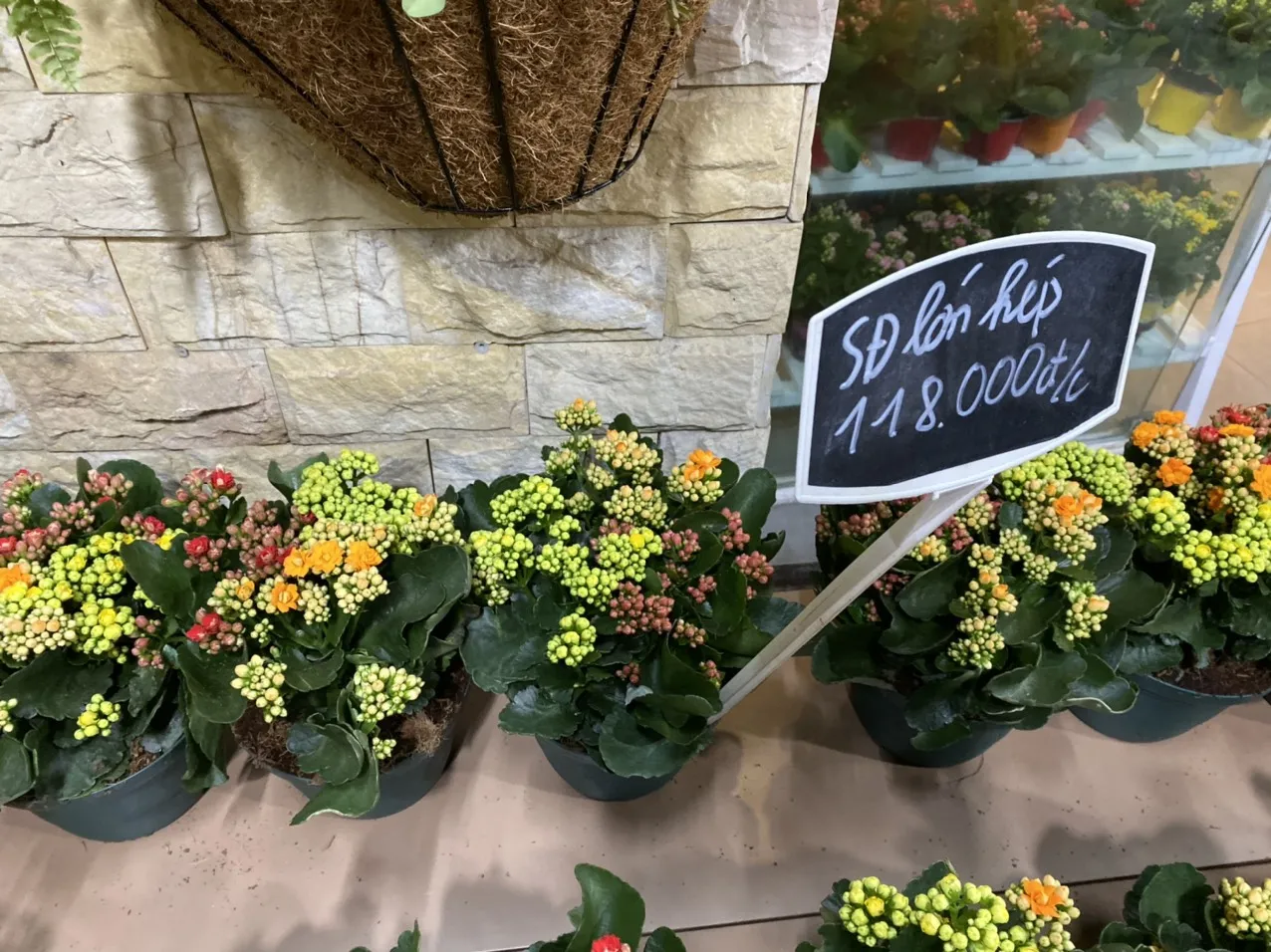 Kỹ thuật nhân giống Sống Đời từ lá trong giá thể tơi xốp