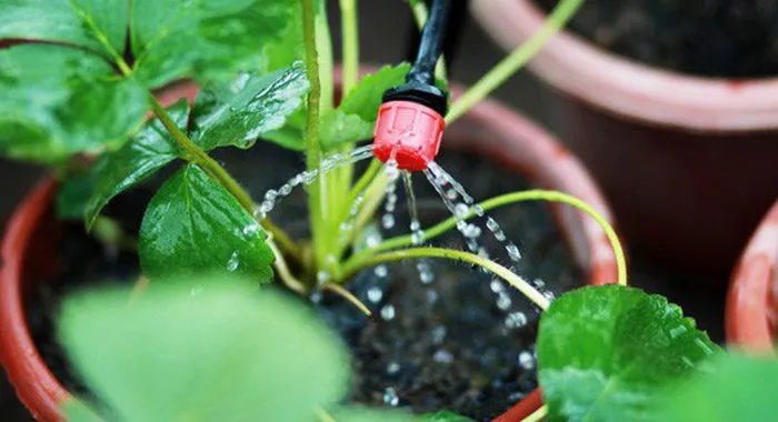 Hệ thống tưới nhỏ giọt cho cây tía tô trong chậu để duy trì độ ẩm ổn định