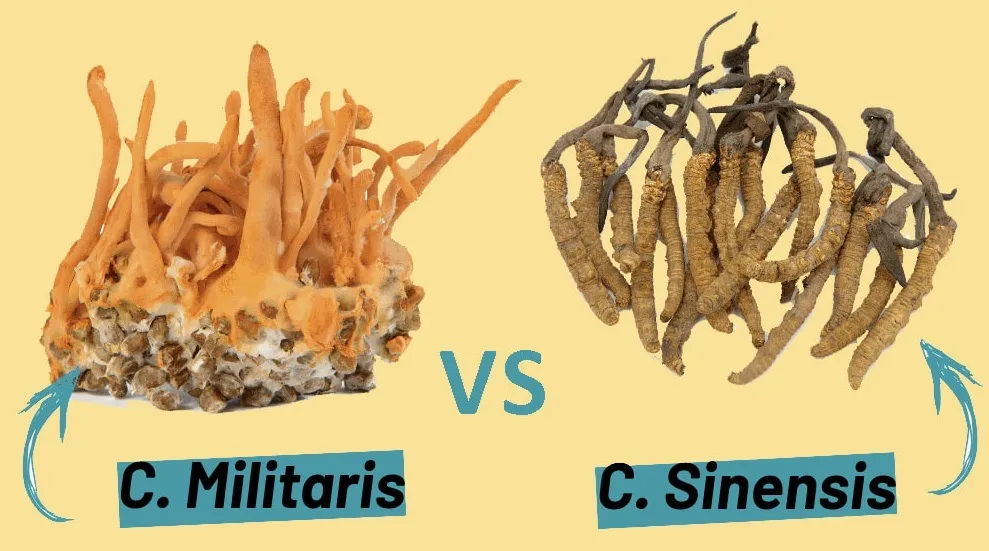 Sự khác biệt giữa Đông trùng hạ thảo tự nhiên và nuôi cấy phục vụ cách nuôi trồng đông trùng hạ thảo