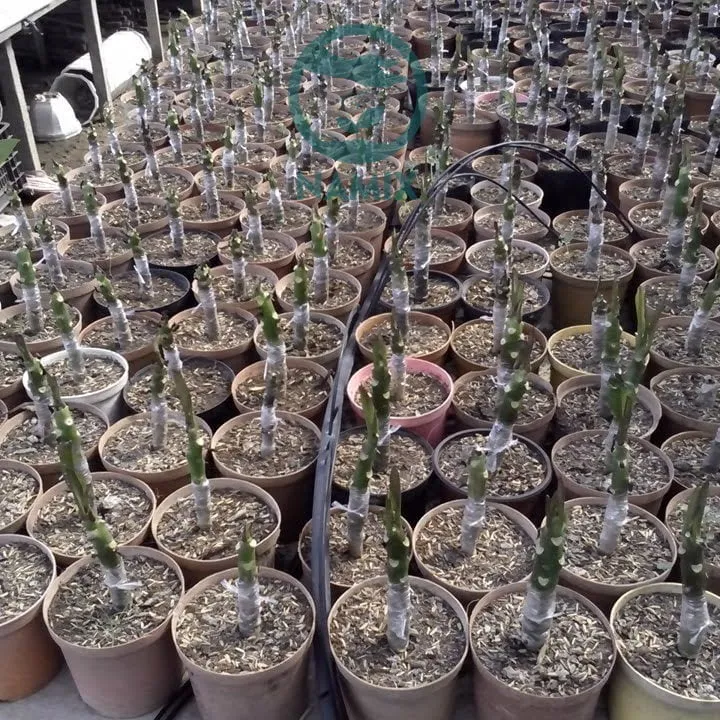 Trồng cây sứ bằng cách giâm cành non