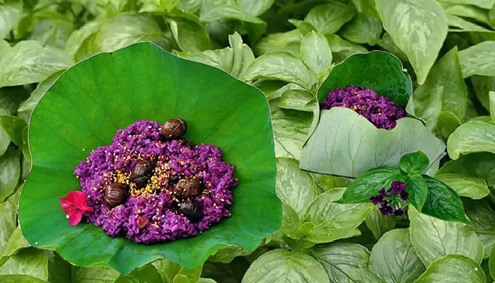 Các tác dụng và ứng dụng của cây lá cẩm trong y học và ẩm thực