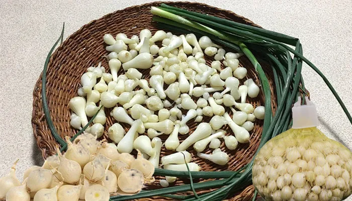 Những Tác Dụng Tuyệt Vời Của Hành Tăm (Củ Nén) Trong Ẩm Thực và Y Học Cổ Truyền