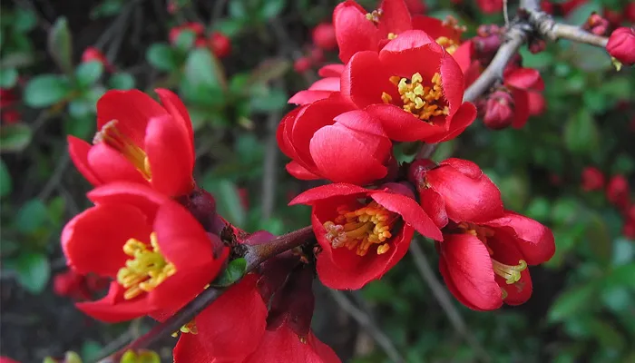 Tác dụng không ngờ của cây mai đỏ