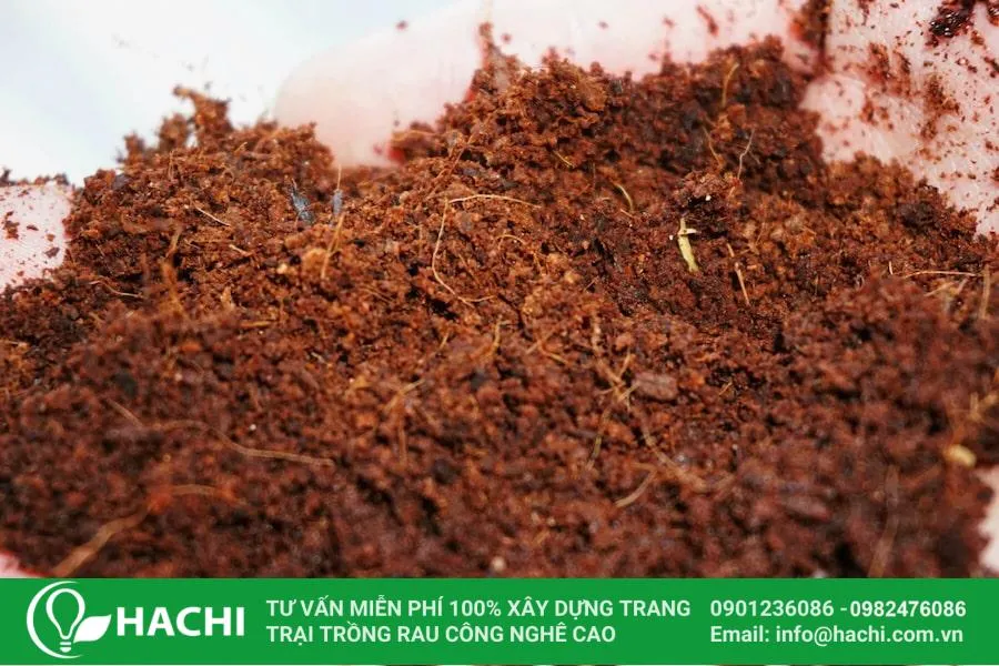 Việc xử lý xơ dừa là khâu quan trọng trước khi trồng rau mầm bằng xơ dừa