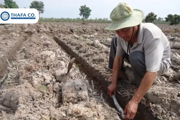 Cây mía tím khỏe mạnh phát triển tốt sau khi áp dụng cách trồng mía tím bằng ngọn