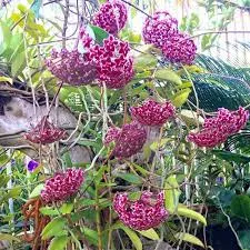 Loại Lan Cẩm Cù lá hình trái tim độc đáo