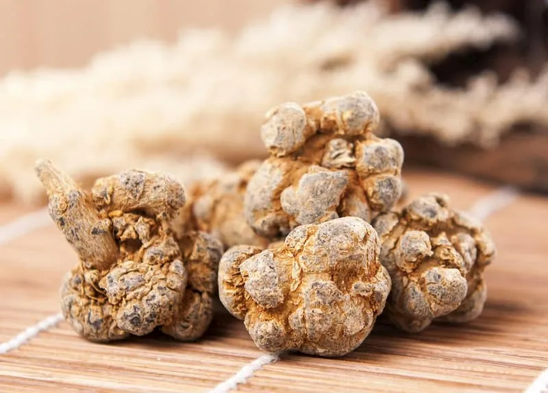 Kỹ thuật thu hoạch Tam Thất cần tuân thủ thời gian 5-7 năm để củ đạt chất lượng dược liệu tối ưu