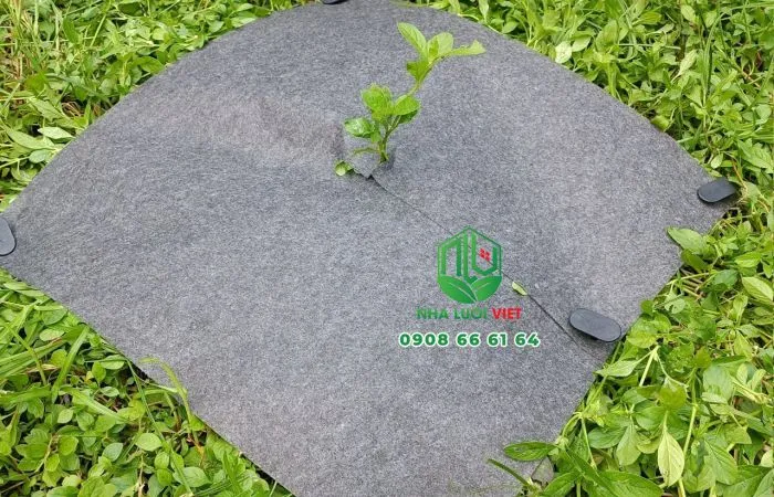 Tấm phủ gốc được sử dụng để giữ ẩm và ngăn cỏ dại phát triển cho cây lựu trồng chậu