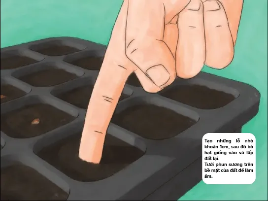 Tạo lỗ nhỏ bằng ngón tay hoặc dụng cụ gieo hạt để đặt hạt giống vào