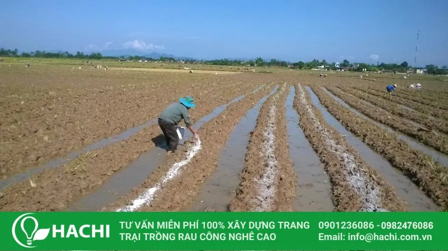 Các luống cao sẽ giúp cây trồng tránh bị ngập úng trong mùa mưa