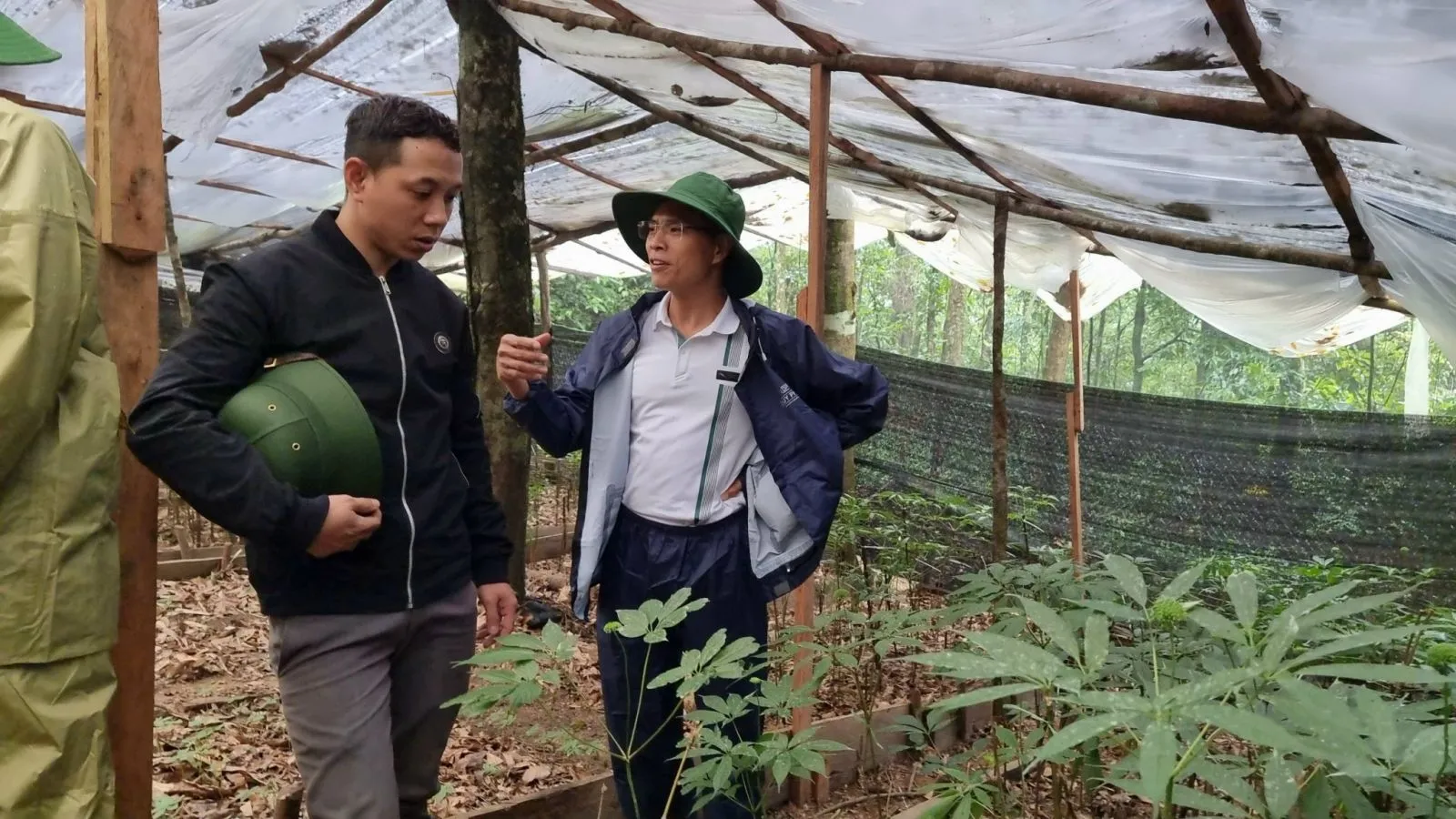 Đội ngũ chuyên gia tham quan vườn để đánh giá chất lượng trồng nhân sâm