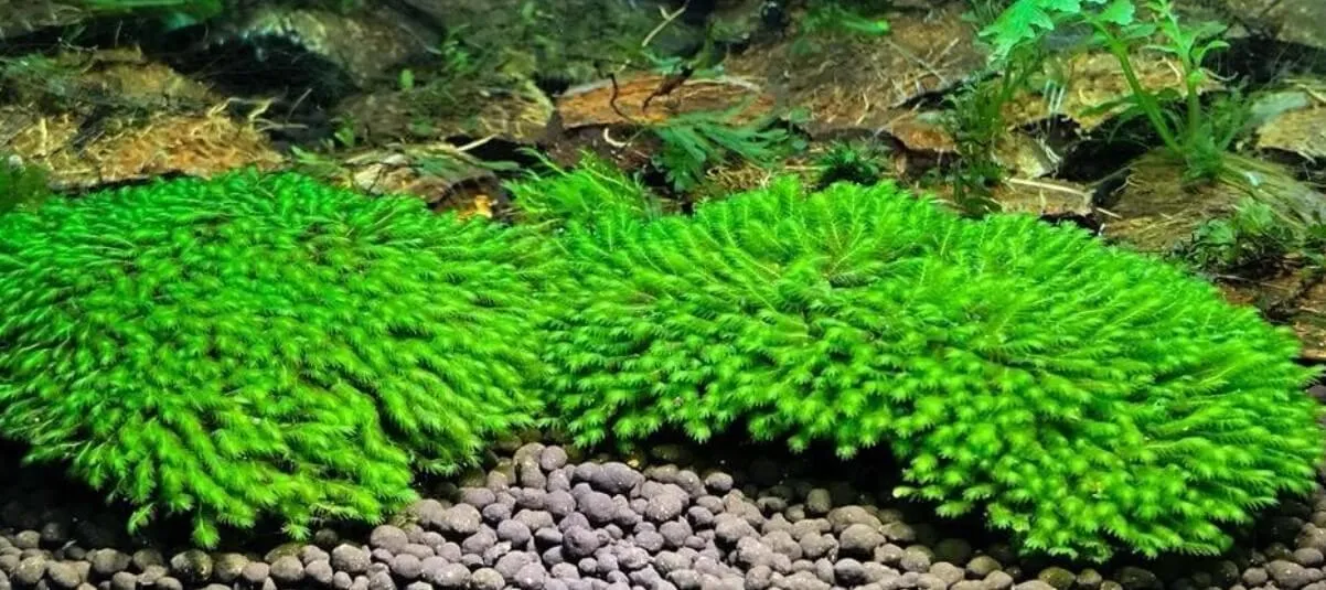 Sự kết hợp giữa rêu Minifiss và Minitaian trong bố cục để đa dạng hóa cách trồng rêu minifiss