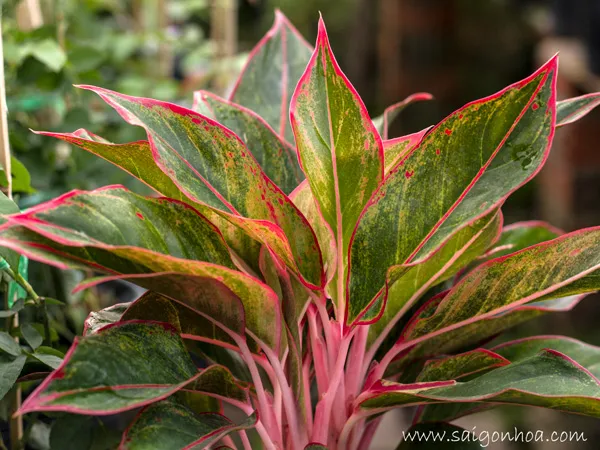 Cận cảnh thân và lá cây phú quý với màu hồng trắng đặc trưng