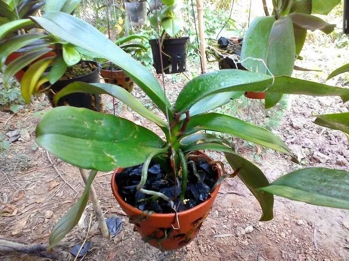 Than củi chất lượng cao làm giá thể trồng lan