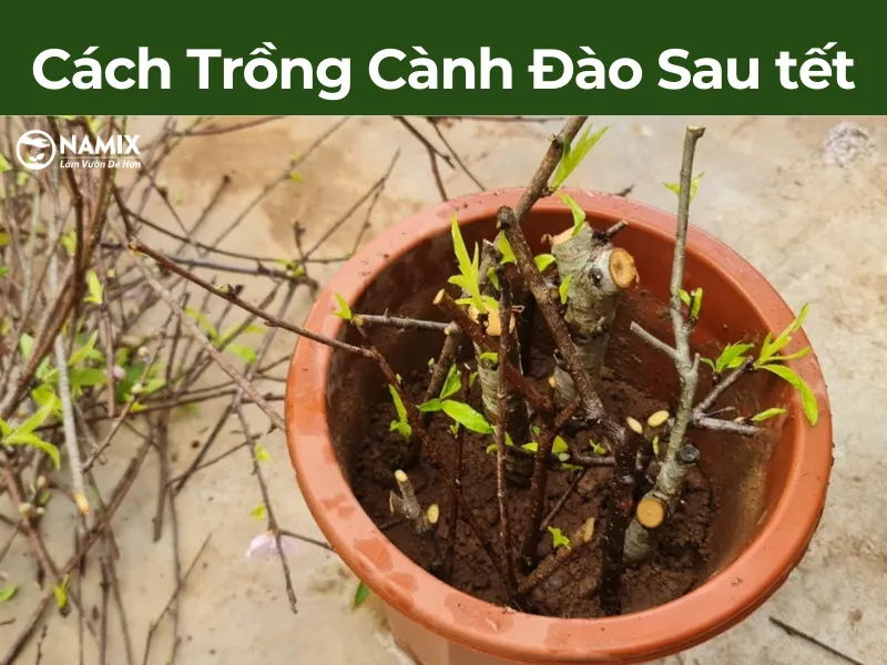 Cây trồng mới sau khi được chăm sóc đang phát triển xanh tốt