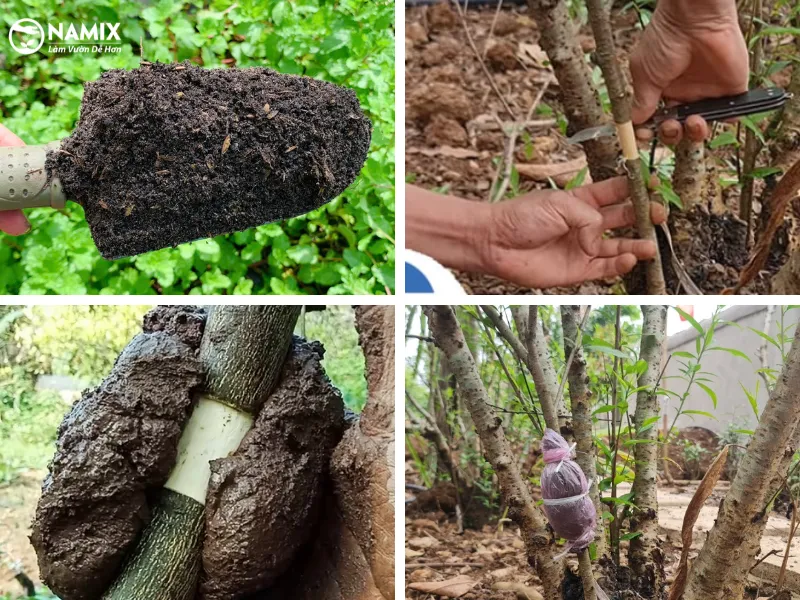 Cành đào được cắt và chuẩn bị để giâm vào đất trồng