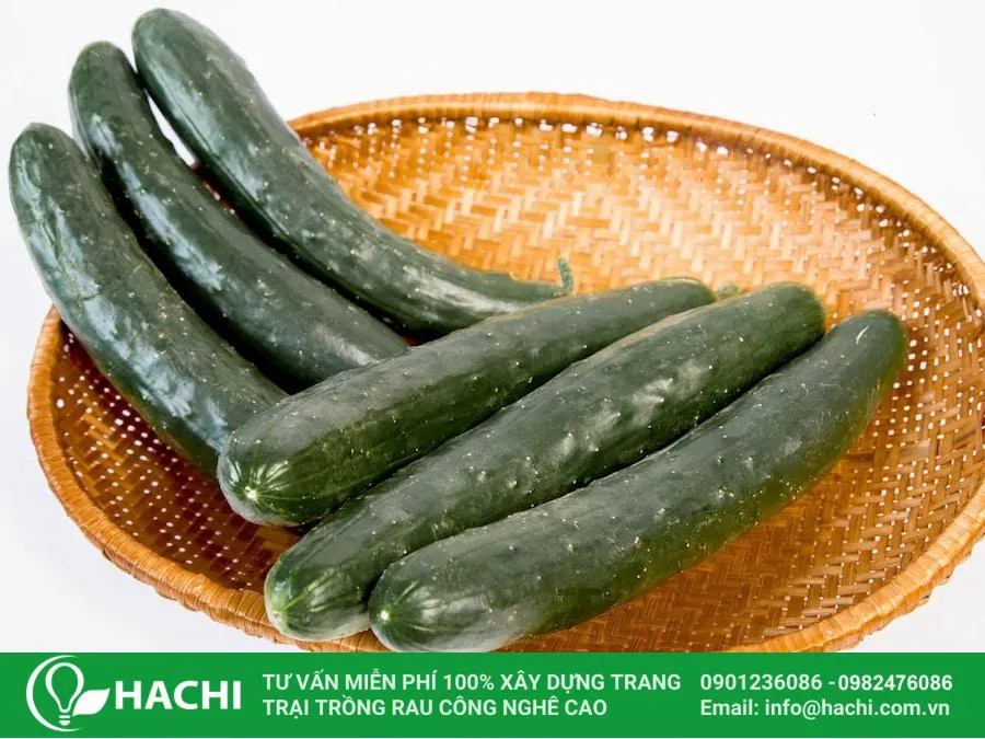 Dưa leo Nhật Bản có giá trị dinh dưỡng cao, phù hợp với chế độ ăn lành mạnh