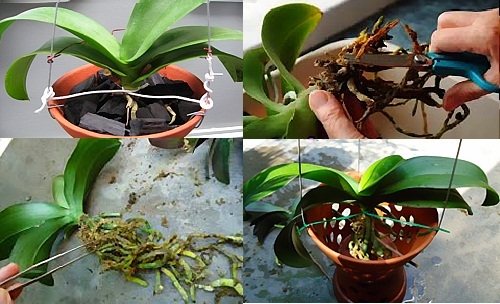 Hướng Dẫn Chi Tiết Cách Trồng Hồ Điệp Sau Tết Để Phục Hồi Và Ra Hoa Hướng Dẫn Chi Tiết Cách Trồng Hồ Điệp Sau Tết Để Phục Hồi Và Ra Hoa