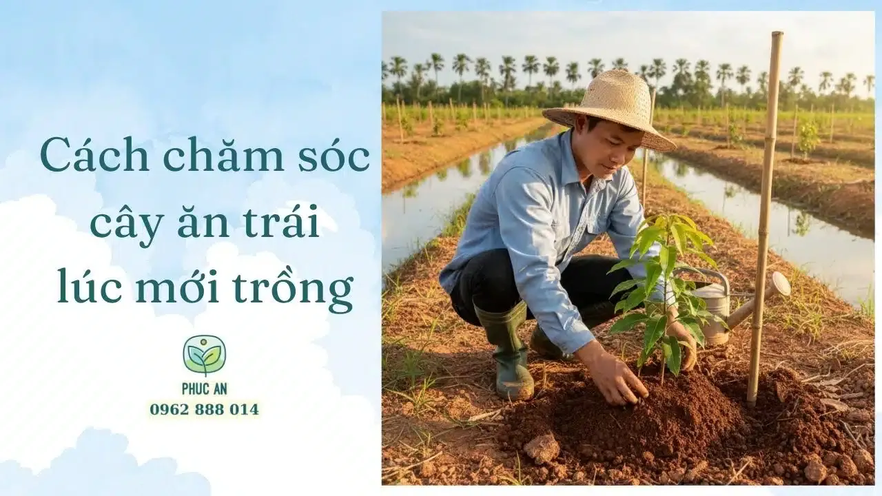 cách chăm sóc cây ăn trái lúc mới trồng