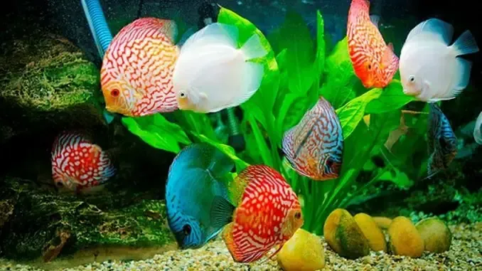 Các bước lắp đặt thiết bị cơ bản trong quy trình thi công bể cá cảnh